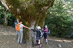 Ring around the tree