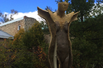 Walking Elora - November 7, 2015