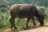 Insight Into Vietnam